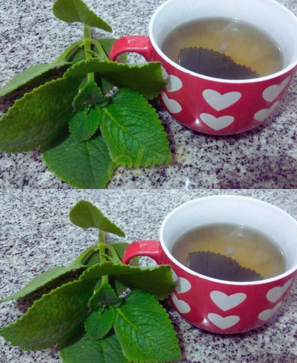 The Everyday Herb That Could Quietly Support Your Health 10