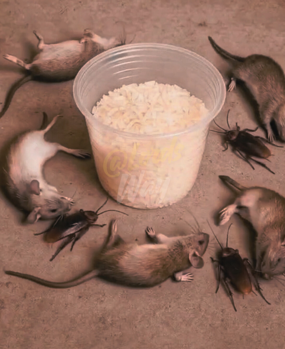 The Simple Kitchen Trick That Can Help Get Rid of Rats and Cockroaches 12