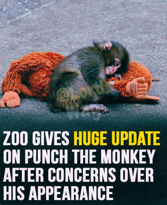 The Baby Monkey Who Hugged a Plush Toy Is Finally Thriving 7