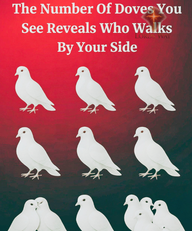 You See a Dove… But What It Really Means Might Surprise You 11