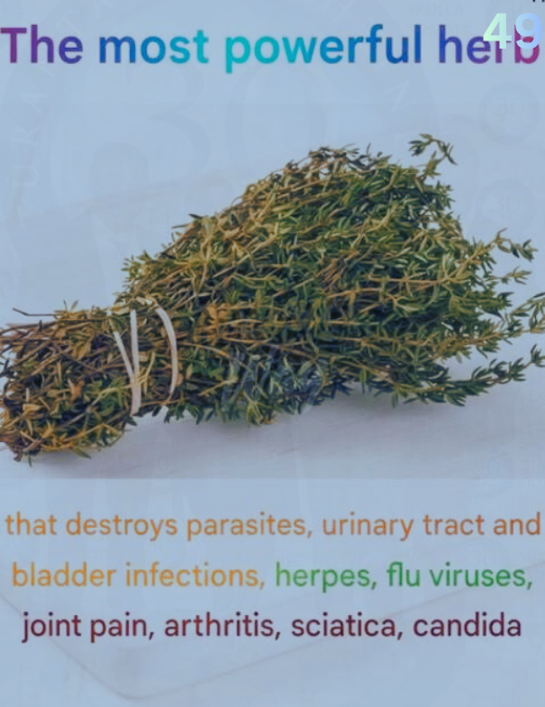 The Powerful Herb People Are Calling Nature’s Hidden Defender 5